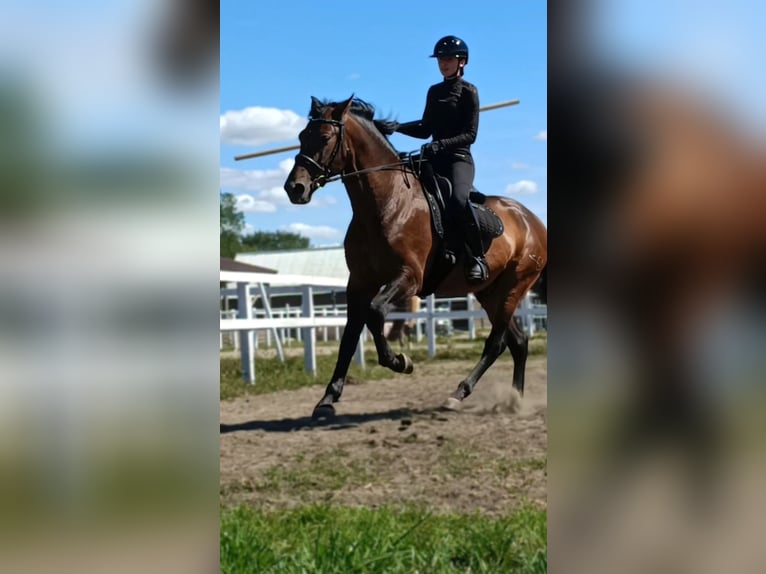 PRE Gelding 9 years 16,1 hh Bay in Nowy Sielc