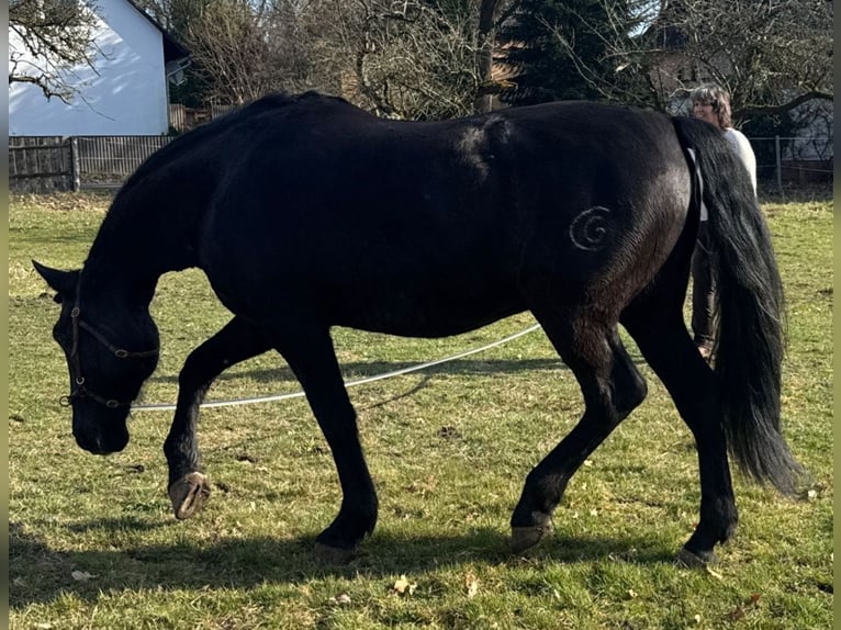PRE Gelding 9 years 16,1 hh Black in Wietze