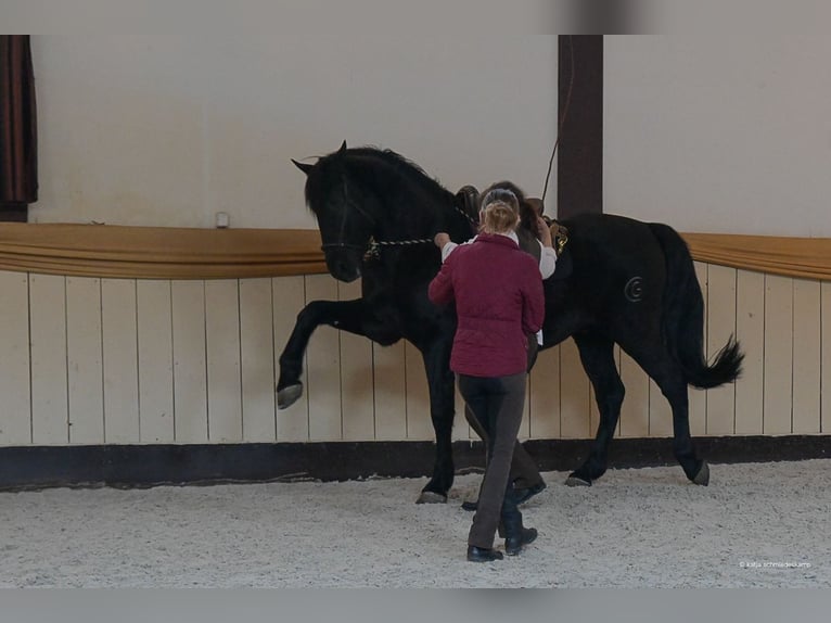 PRE Gelding 9 years 16,1 hh Black in Wietze