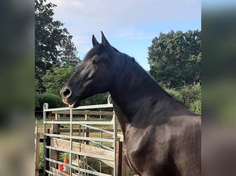 PRE Gelding 9 years 16,1 hh Black in Wietze