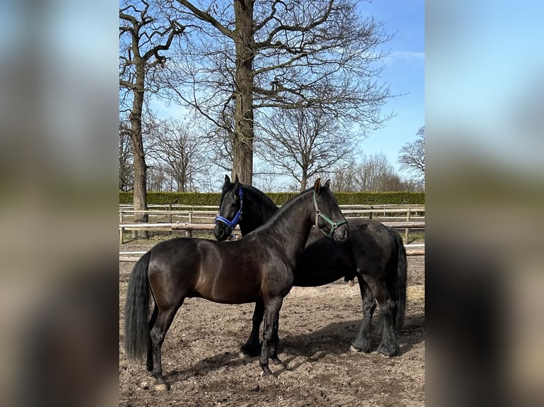 PRE Mix Gelding 9 years 16,1 hh Black in Hamburg