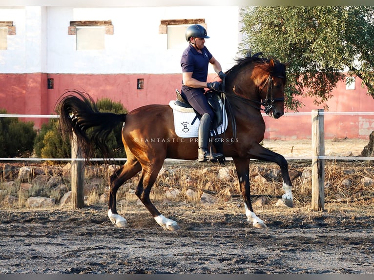 PRE Mix Gelding 9 years 16,1 hh Brown in Santa Perpetua de Mogoda