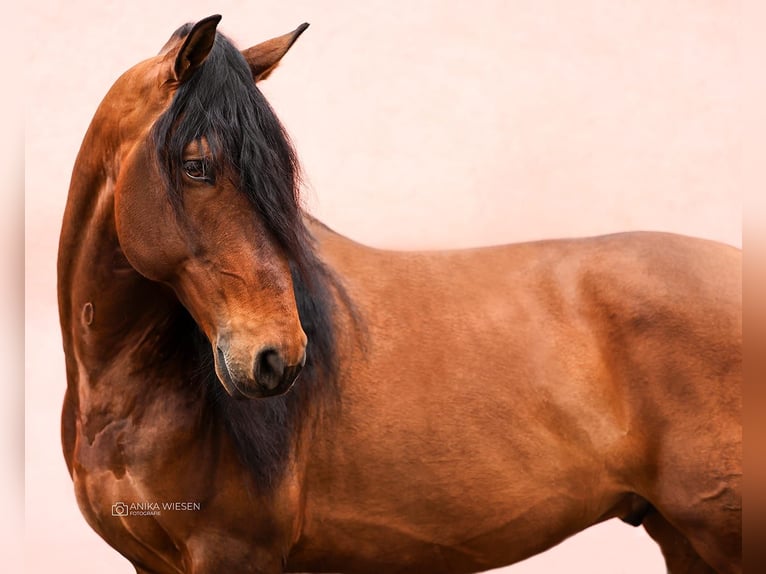 PRE Gelding 9 years 16,1 hh Brown in Ludwigsfelde