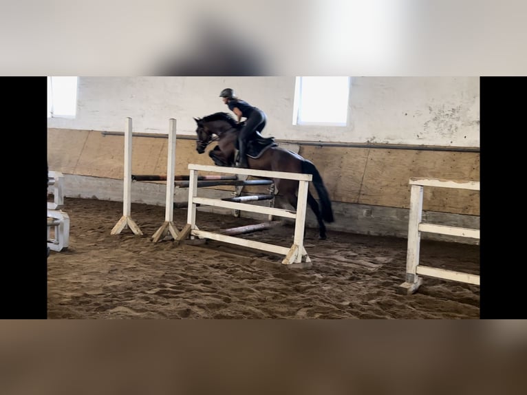 PRE Mix Gelding 9 years 16,1 hh Brown in Neuburg