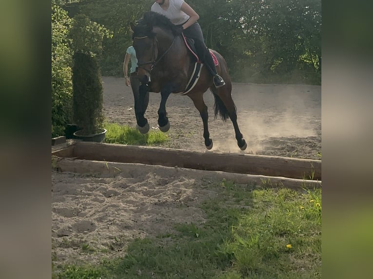 PRE Mix Gelding 9 years 16,1 hh Brown in Neuburg