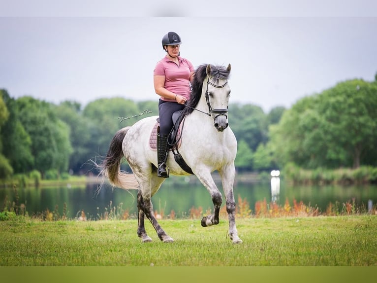 PRE Gelding 9 years 16,1 hh Gray in Grebenhain