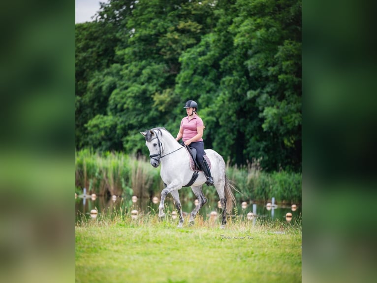 PRE Gelding 9 years 16,1 hh Gray in Grebenhain