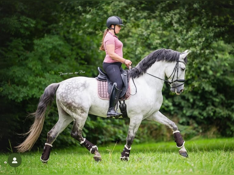 PRE Gelding 9 years 16,1 hh Gray in Grebenhain