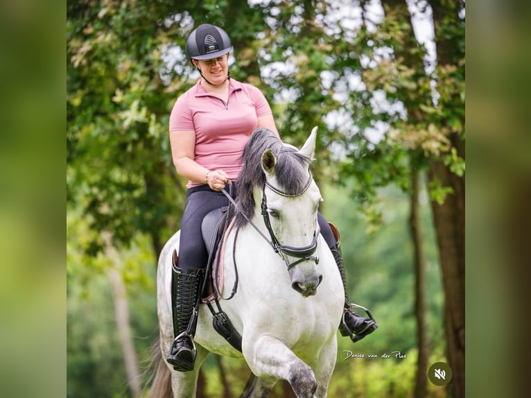 PRE Gelding 9 years 16,1 hh Gray in Grebenhain