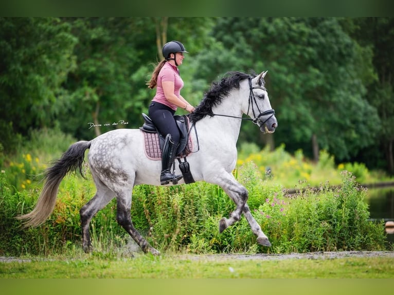 PRE Gelding 9 years 16,1 hh Gray in Grebenhain