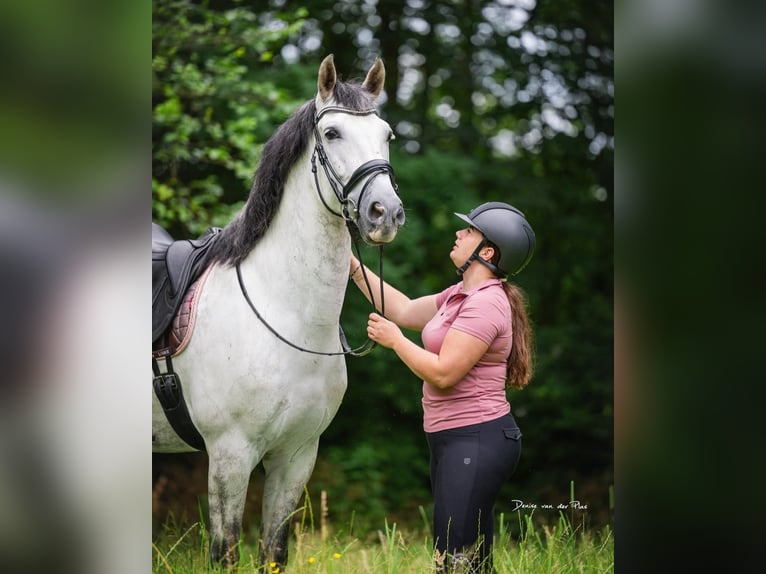 PRE Gelding 9 years 16,1 hh Gray in Grebenhain