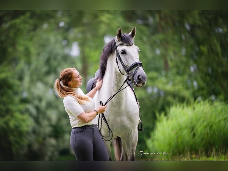 PRE Gelding 9 years 16,1 hh Gray in Grebenhain