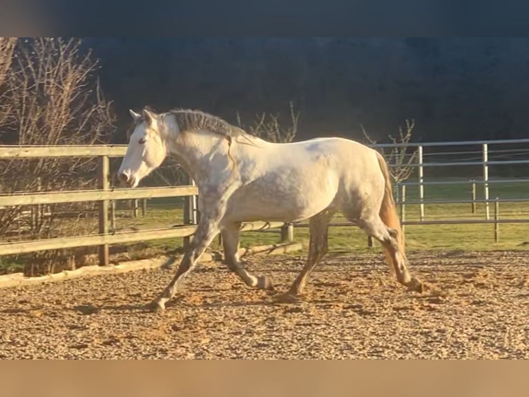 PRE Mix Gelding 9 years 16,1 hh Gray in Altenm&#xFC;nster