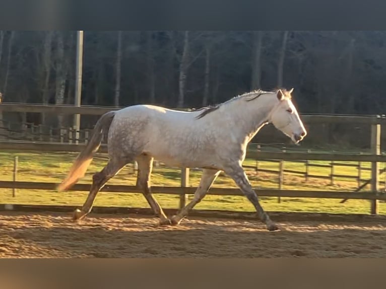 PRE Mix Gelding 9 years 16,1 hh Gray in Altenm&#xFC;nster