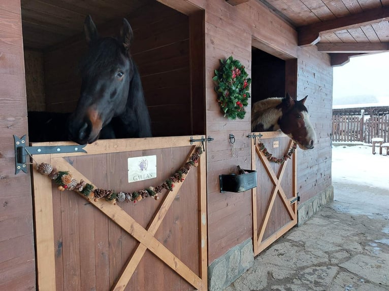 PRE Mix Gelding 9 years 16,2 hh Black in Априлци / Aprilci