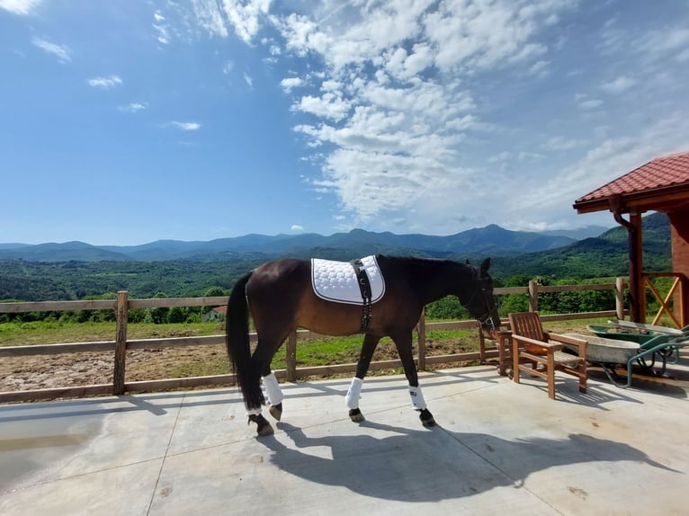 PRE Mix Gelding 9 years 16,2 hh Black in Априлци / Aprilci