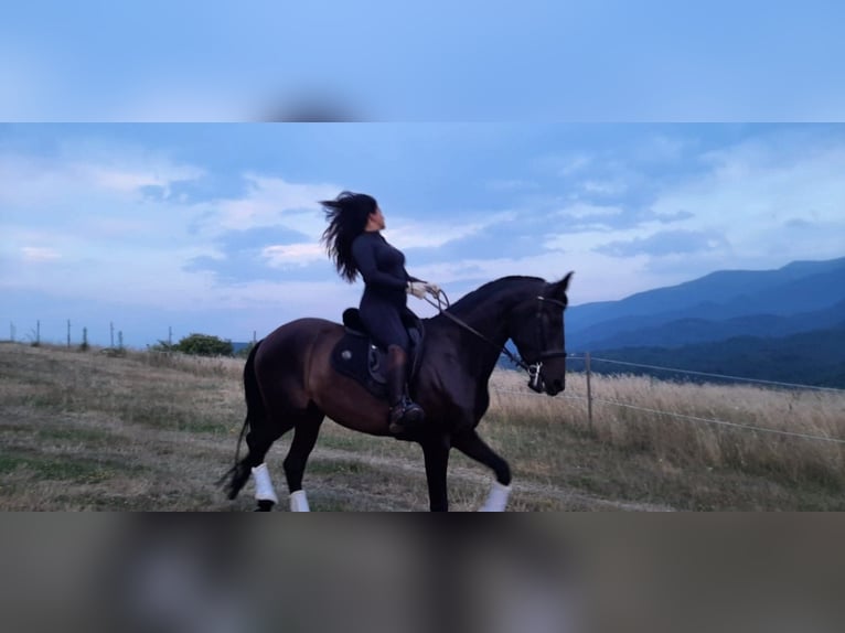 PRE Mix Gelding 9 years 16,2 hh Black in Априлци / Aprilci