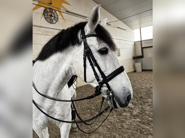 PRE Mix Gelding 9 years 16,2 hh Grey-Dapple in Sottrum