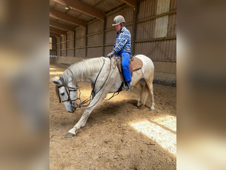 PRE Mix Gelding 9 years 16,3 hh Grey in Borken