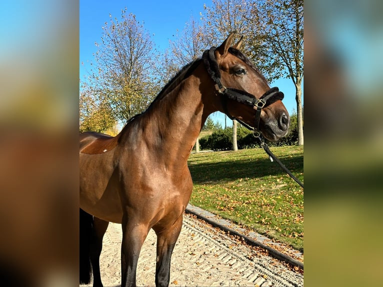 PRE Gelding 9 years 17 hh Brown in Werder (Havel)