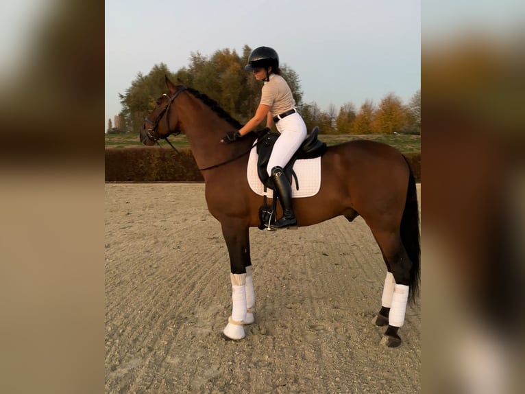 PRE Gelding 9 years 17 hh Brown in Werder (Havel)