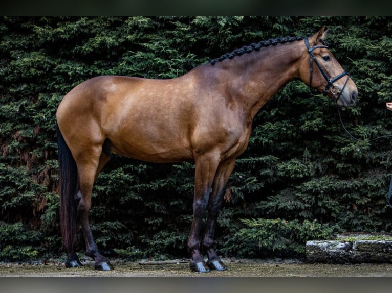 PRE Mix Gelding 9 years 17 hh Buckskin in NAVAS DEL MADRONO