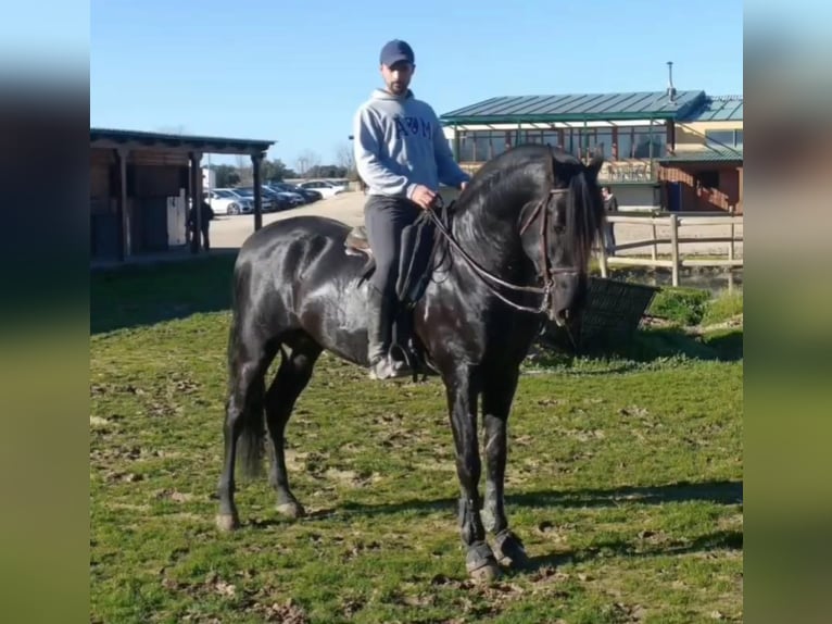 PRE Mix Gelding 9 years 17,1 hh Black in Almorox