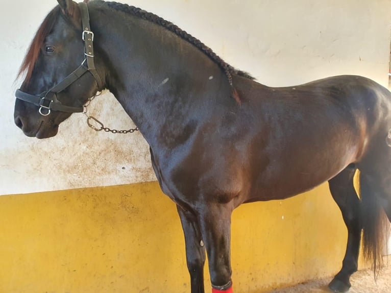 PRE Mix Gelding 9 years 17,1 hh Black in Almorox