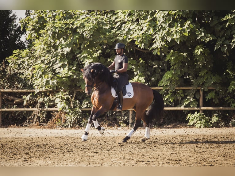 PRE Mix Gelding 9 years Brown in Los Barrios