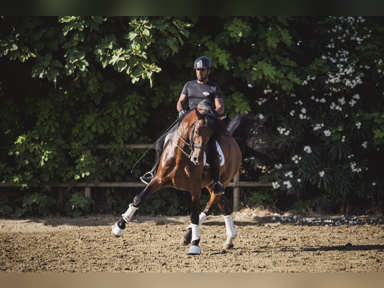 PRE Mix Gelding 9 years Brown in Los Barrios