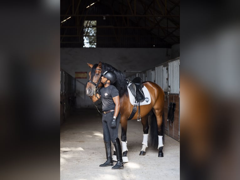 PRE Mix Gelding 9 years Brown in Los Barrios
