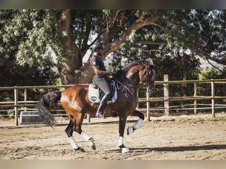 PRE Mix Gelding 9 years Brown in Los Barrios
