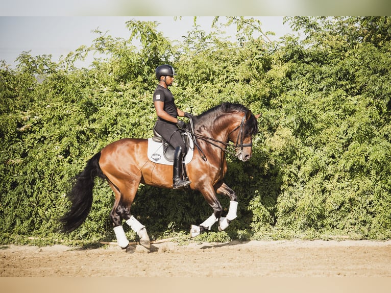 PRE Mix Gelding 9 years Brown in Los Barrios