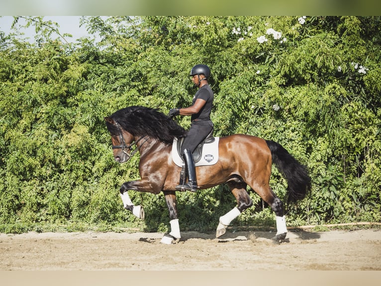 PRE Mix Gelding 9 years Brown in Los Barrios
