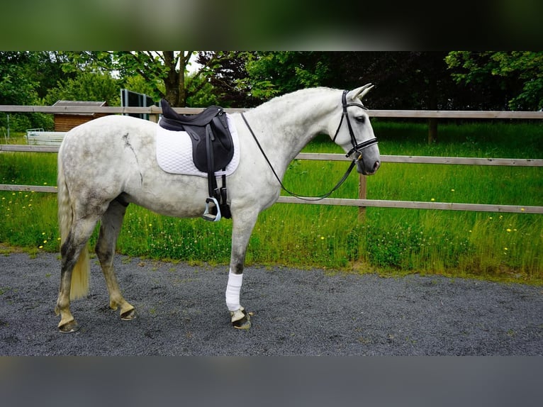 PRE Gelding 9 years Gray in Berschweiler bei kirn
