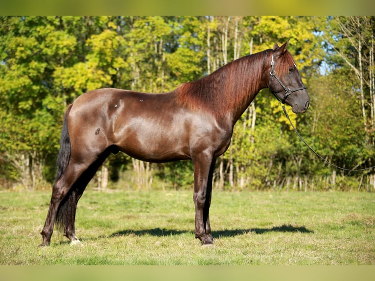 PRE Gelding Foal (01/2024) 15,2 hh Sorrel in CAUMONT