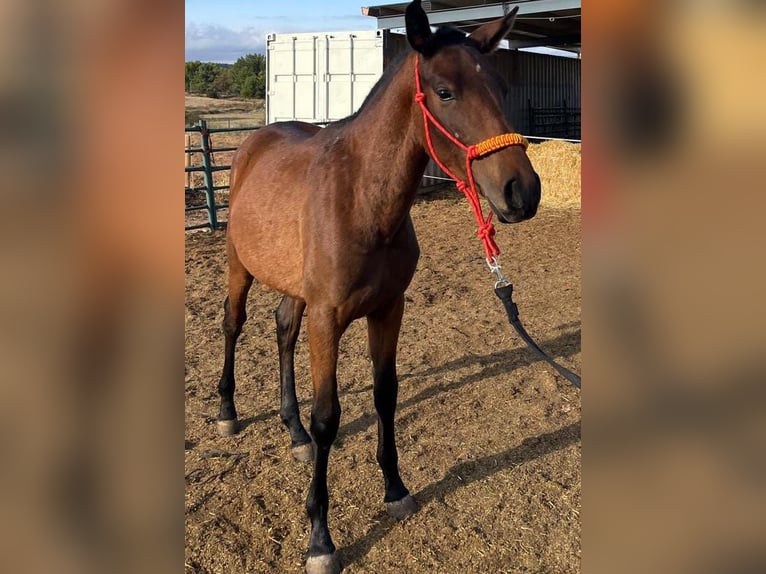 PRE Gelding Foal (02/2025) 16,2 hh Brown in Cuenca PRE Gelding Foal (02/2025) 16,2 hh Brown in Cuenca