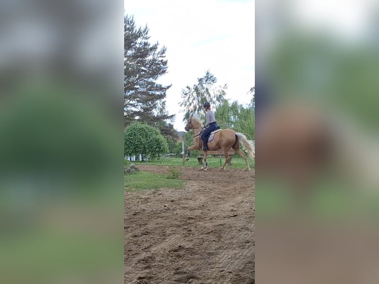 PRE Giumenta 10 Anni 148 cm Palomino in Klein Upahl
