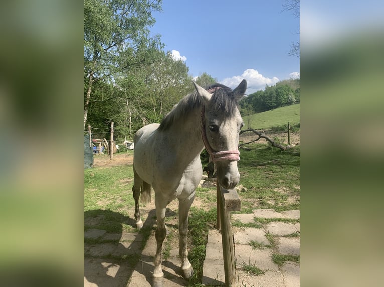 PRE Mix Giumenta 10 Anni 155 cm Grigio in Essen