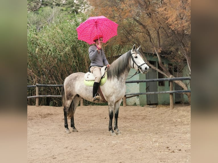 PRE Mix Giumenta 10 Anni 155 cm Grigio in Adra Almeria