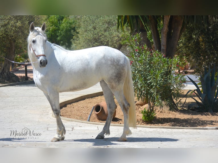 PRE Giumenta 10 Anni 158 cm Grigio trotinato in Arcos de la Frontera