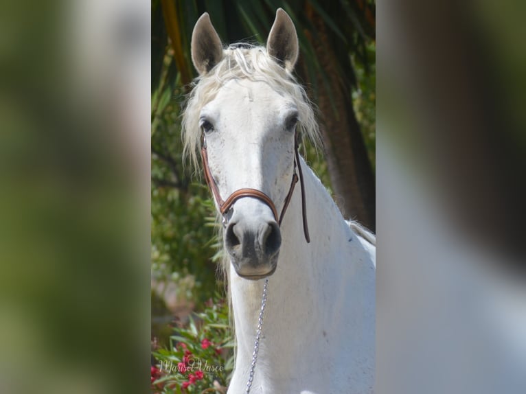 PRE Giumenta 10 Anni 158 cm Grigio trotinato in Arcos de la Frontera