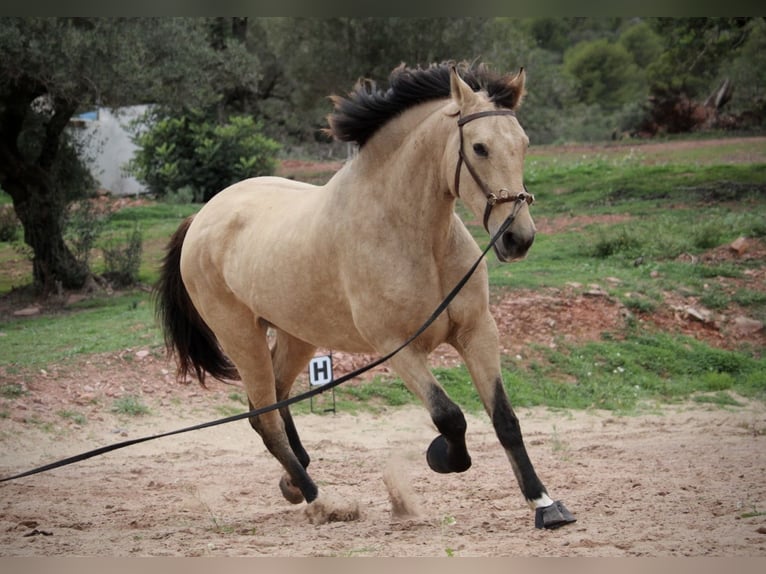 PRE Mix Giumenta 10 Anni 158 cm Pelle di daino in Valencia