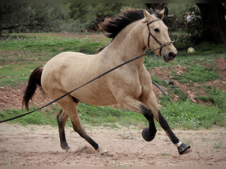 PRE Mix Giumenta 10 Anni 158 cm Pelle di daino in Valencia