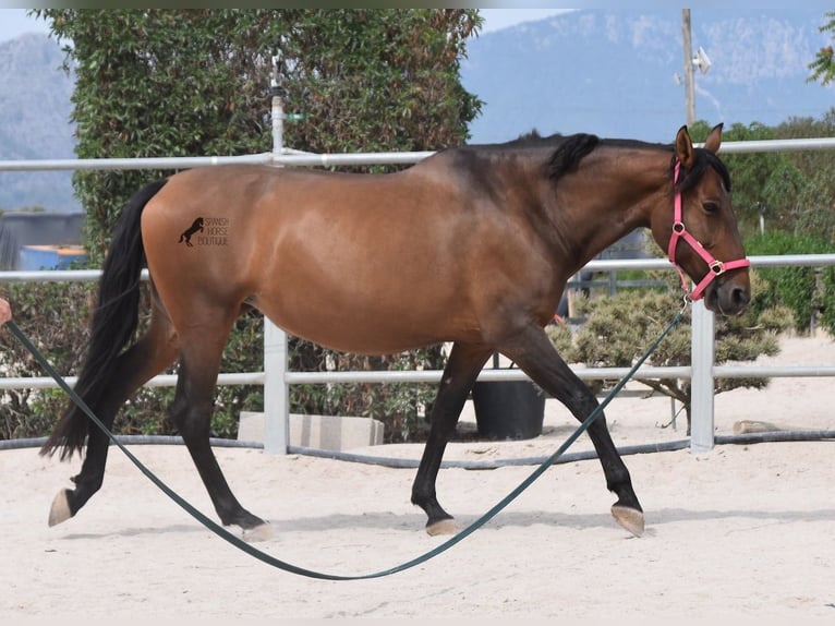 PRE Giumenta 10 Anni 160 cm Baio in Mallorca