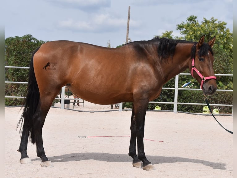 PRE Giumenta 10 Anni 160 cm Baio in Mallorca