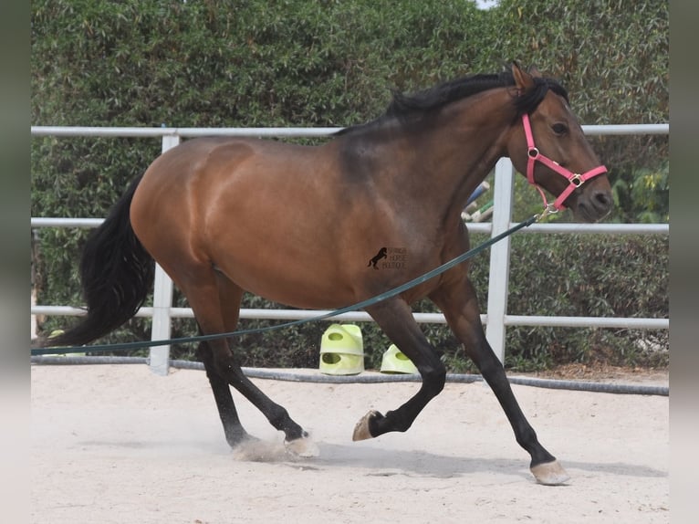 PRE Giumenta 10 Anni 160 cm Baio in Mallorca