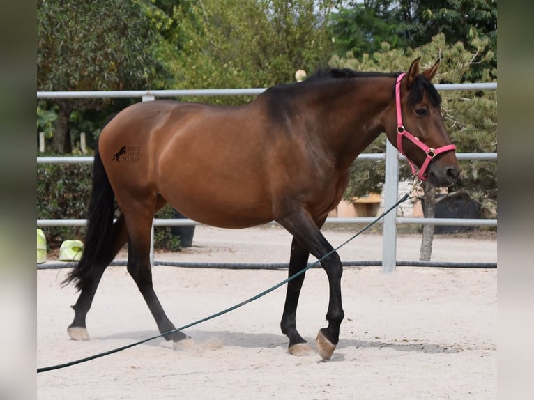 PRE Giumenta 10 Anni 160 cm Baio in Mallorca