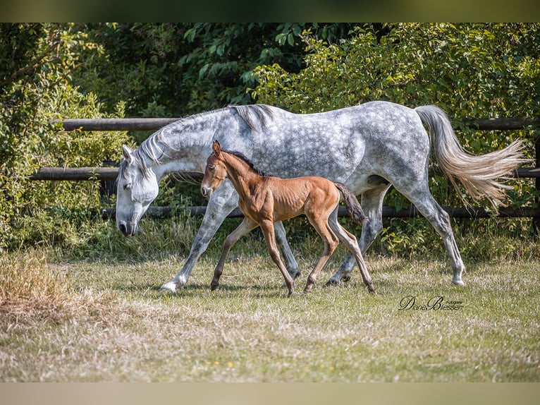 PRE Giumenta 10 Anni 160 cm Grigio pezzato in Jülich