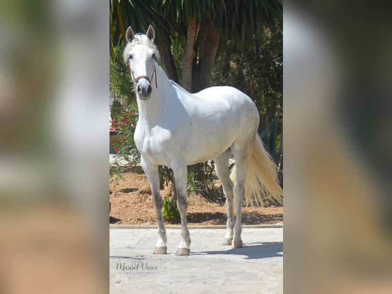 PRE Giumenta 10 Anni 160 cm Grigio trotinato in Arcos de la Frontera